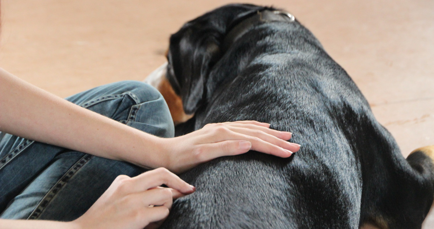 Wie Messe Ich Fieber Beim Hund