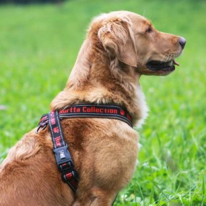(c) http://www.hund-unterwegs.de/