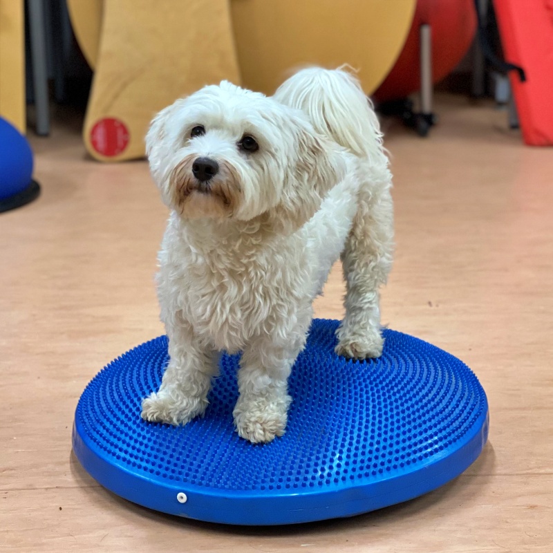 thumbnail image 2 of FitPAWS® Balance Disc – Gleichgewichtstraining Für Hund 2 of 11