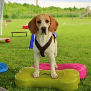 Beagle steht auf 2 K9FITbones