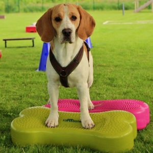 K9FITbone Beagle