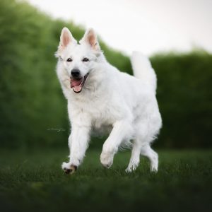Weisser-Schaeferhund-lauft-auf-uns-zu.jpg